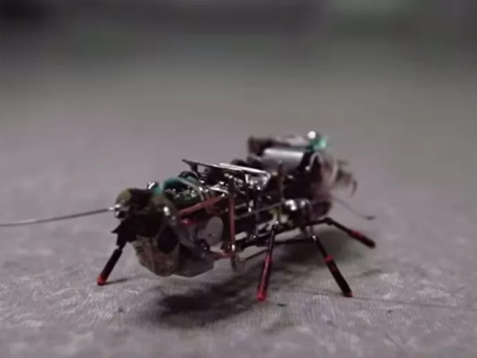 Orosz tudósok valósághű robotcsótányon dolgoznak