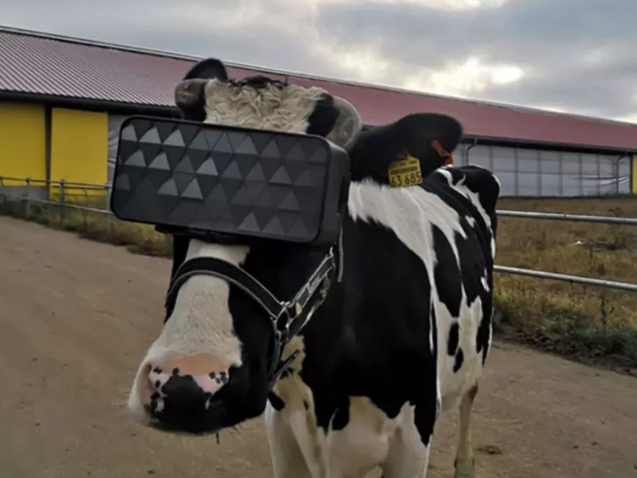 VR-szemüveges tehenek Oroszországban