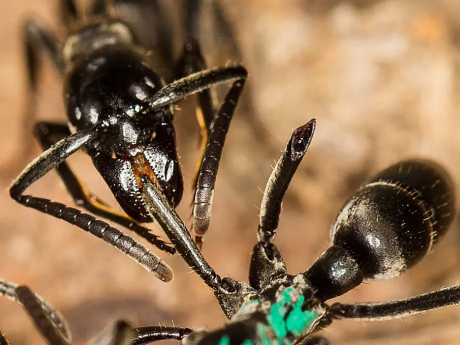 Hangyáktól jön a szupererős antibiotikum